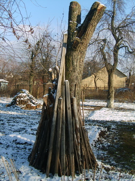 Дрова яблоня, груша - Изображение #5, Объявление #1346114