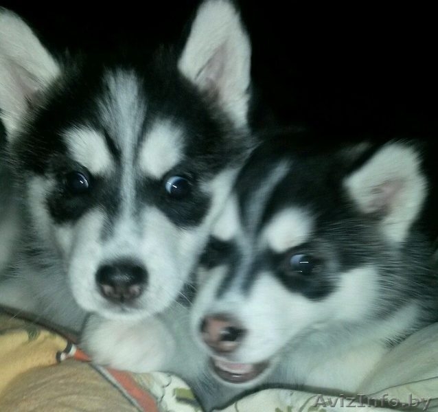 сибирская хаски - Изображение #2, Объявление #1344186