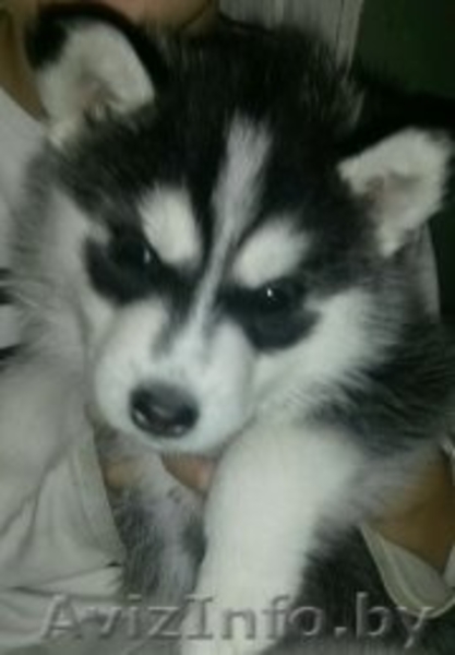 сибирская хаски - Изображение #1, Объявление #1344186