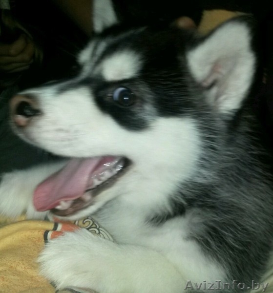 сибирская хаски - Изображение #3, Объявление #1344186