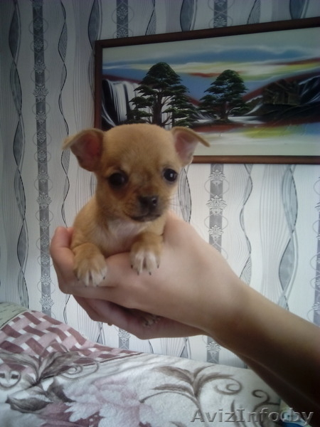 Чихуахуа щенки 1.5 месяца - Изображение #1, Объявление #1348249