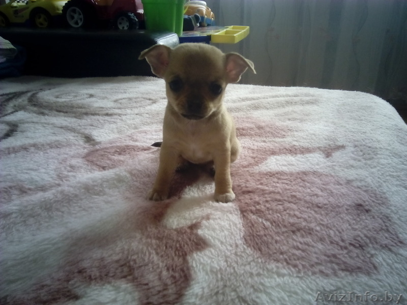 Чихуахуа щенки 1.5 месяца - Изображение #2, Объявление #1348249