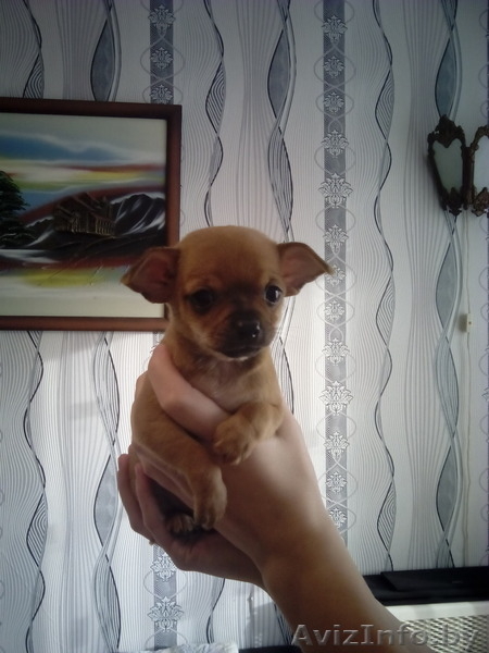 Чихуахуа щенки 1.5 месяца - Изображение #3, Объявление #1348249