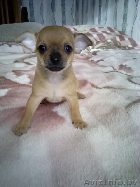 Чихуахуа щенки 1.5 месяца - Изображение #4, Объявление #1348249