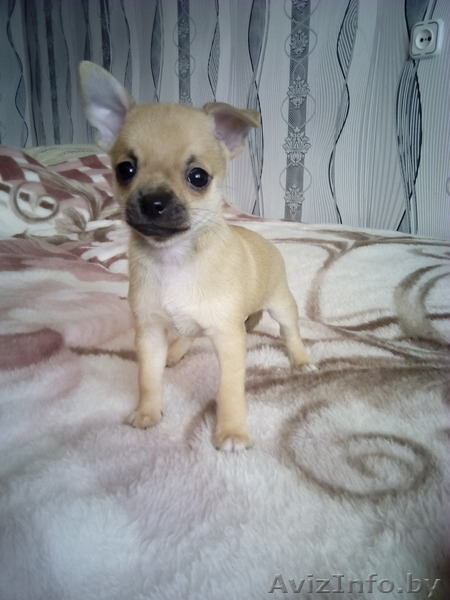 Чихуахуа щенки 1.5 месяца - Изображение #7, Объявление #1348249