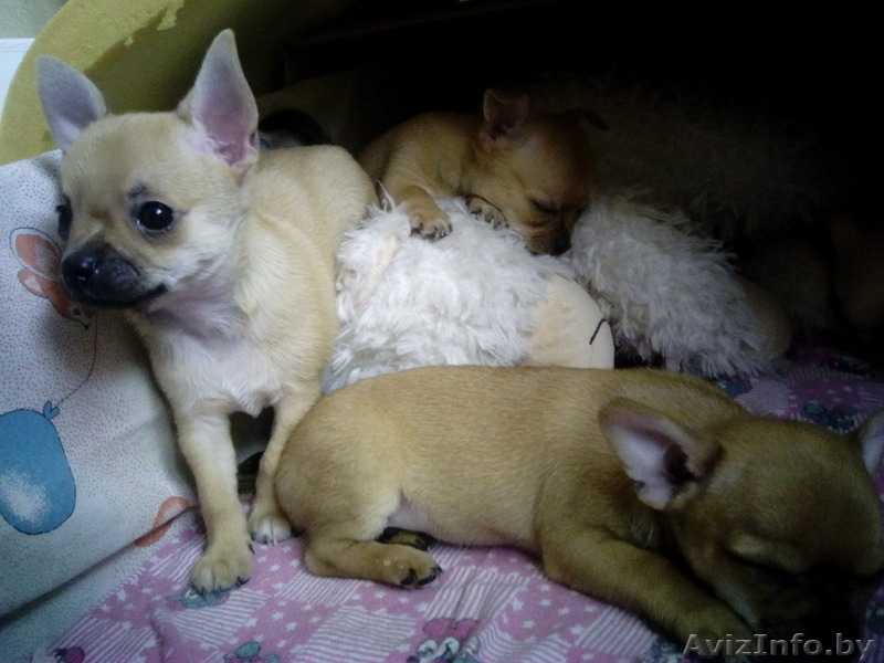 Чихуахуа щенки 1.5 месяца - Изображение #8, Объявление #1348249