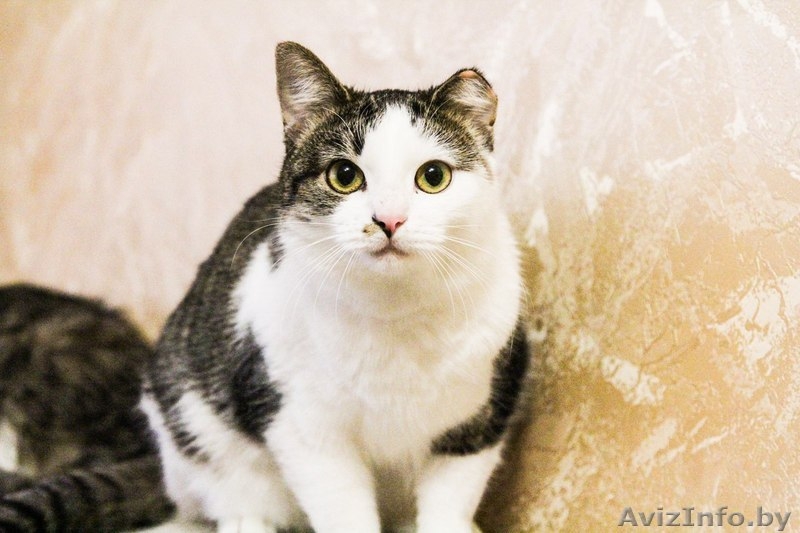 Кошка в добрые руки - Изображение #1, Объявление #1357404