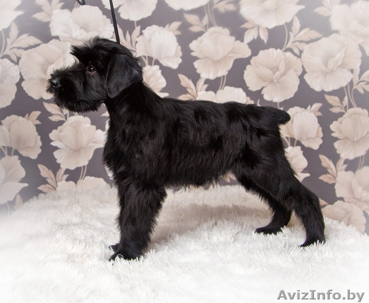 Девочки ризеншнауцера  - Изображение #2, Объявление #1356847