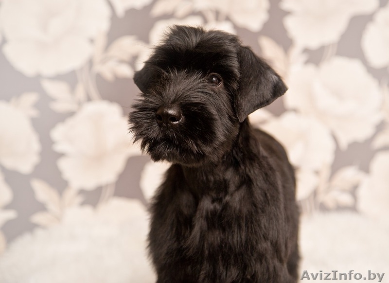 Девочки ризеншнауцера  - Изображение #1, Объявление #1356847