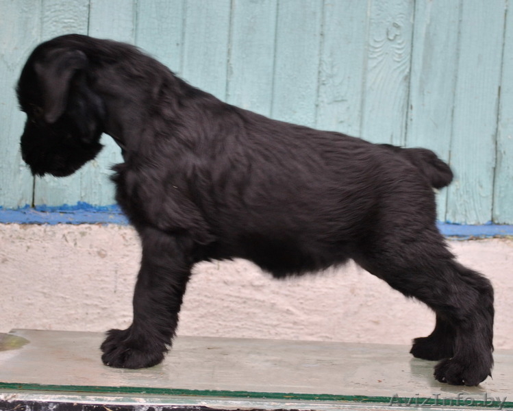 Девочки ризеншнауцера  - Изображение #3, Объявление #1356847