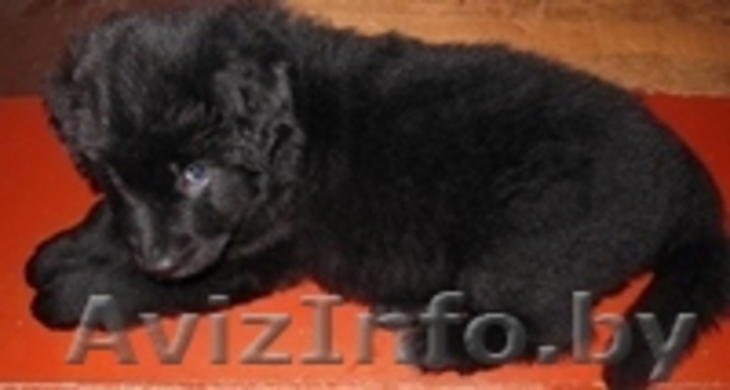  немецкая  овчарка - Изображение #1, Объявление #1357757