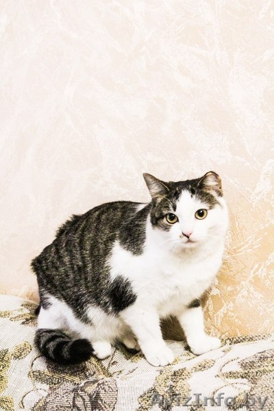 Кошка в добрые руки - Изображение #2, Объявление #1357404