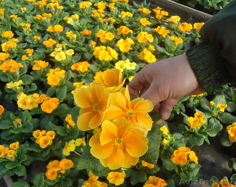 Примула на 8 марта - Изображение #1, Объявление #1372772