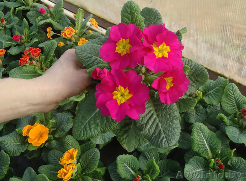 Примула на 8 марта - Изображение #3, Объявление #1372772