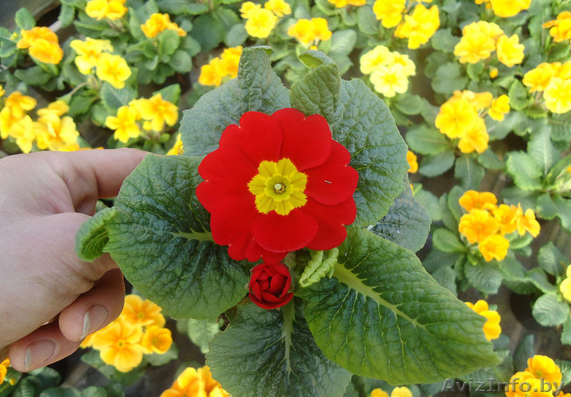 Примула на 8 марта - Изображение #4, Объявление #1372772