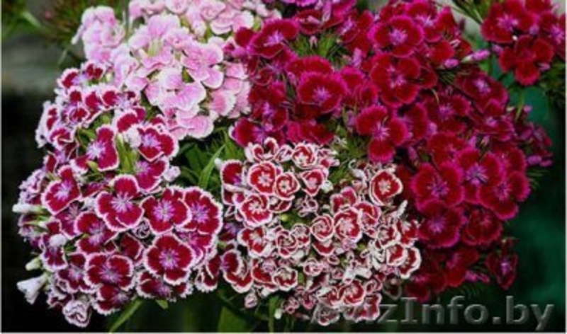 Гвоздика к 8марта - Изображение #3, Объявление #1372777