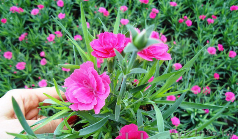 Гвоздика к 8марта - Изображение #2, Объявление #1372777