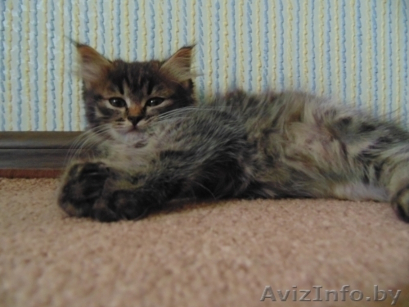 Которебёнок в поисках семьи! - Изображение #1, Объявление #1455902