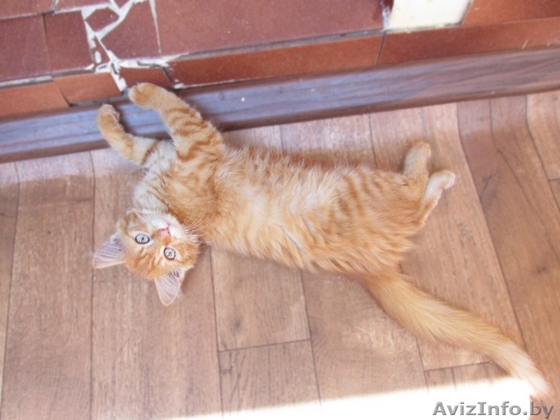 Рыжий красавец ищет дом - Изображение #3, Объявление #1471140