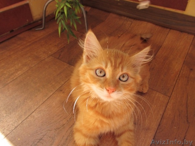 Рыжий красавец ищет дом - Изображение #1, Объявление #1471140