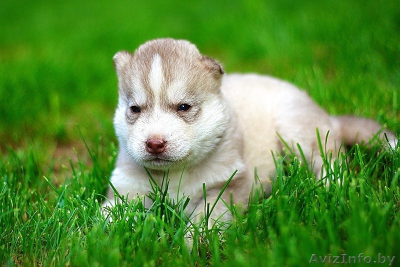 настоящие хаски щенки, недорого - Изображение #2, Объявление #1488916