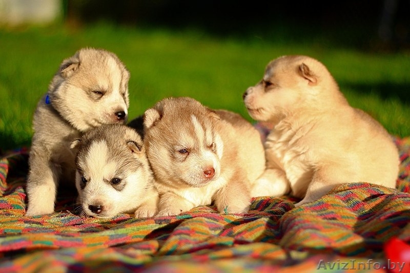 настоящие хаски щенки, недорого - Изображение #3, Объявление #1488916