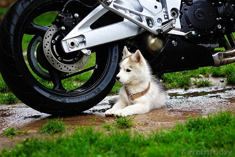 малыши хаски ждут своего хозяина - Изображение #2, Объявление #1488918