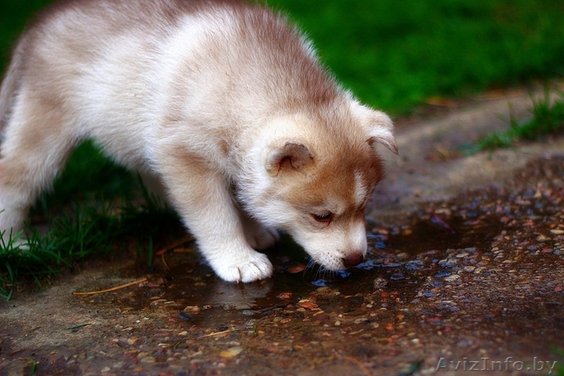 малыши хаски ждут своего хозяина - Изображение #3, Объявление #1488918
