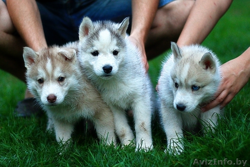 малыши хаски ждут своего хозяина - Изображение #7, Объявление #1488918