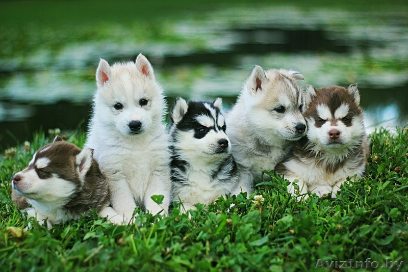 высокопородные малыши хаски из питомника - Изображение #2, Объявление #1488919