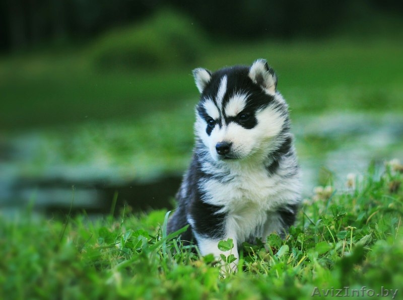 высокопородные малыши хаски из питомника - Изображение #3, Объявление #1488919