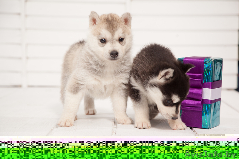 хаски в Гомеле - Изображение #1, Объявление #1488920