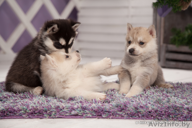 хаски в Гомеле - Изображение #2, Объявление #1488920