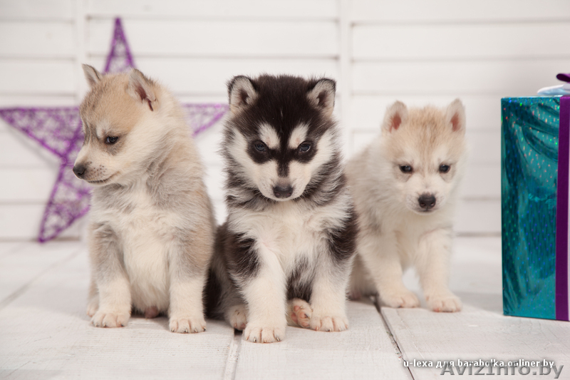 хаски в Гомеле - Изображение #3, Объявление #1488920