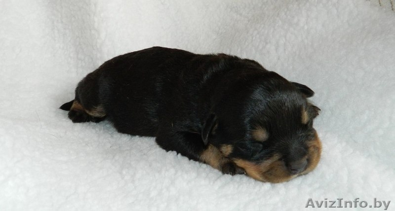 Щенки ротвейлера от элитных производителей. Питомник КСУ-FCI "TEREN"  - Изображение #1, Объявление #1512083