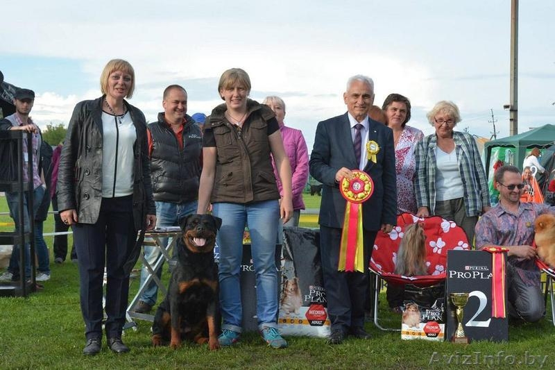 Щенки ротвейлера от элитных производителей. Питомник КСУ-FCI "TEREN"  - Изображение #2, Объявление #1512083