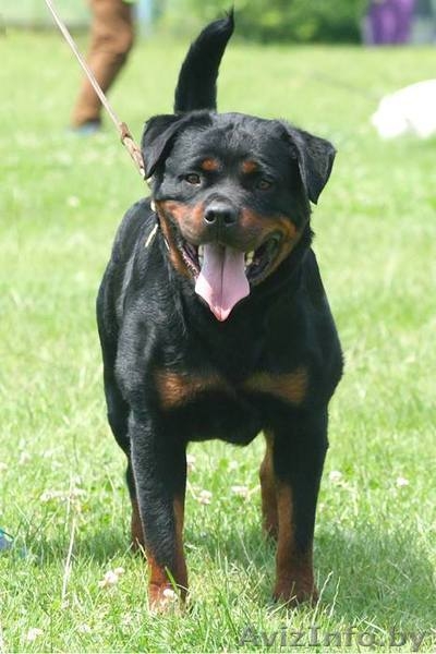 Щенки ротвейлера от элитных производителей. Питомник КСУ-FCI "TEREN"  - Изображение #3, Объявление #1512083