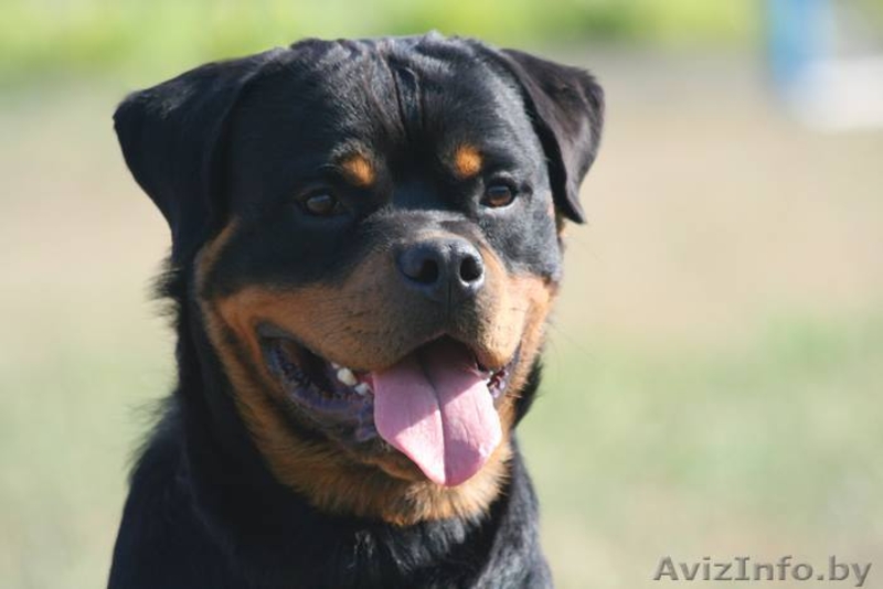 Щенки ротвейлера от элитных производителей. Питомник КСУ-FCI "TEREN"  - Изображение #5, Объявление #1512083