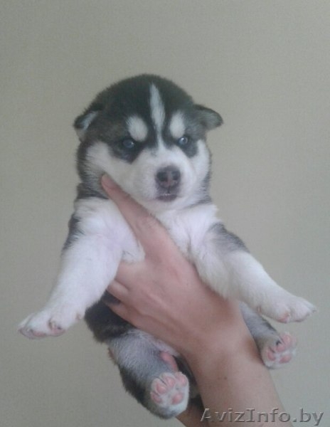 ЩЕНКИ ПОРОДЫ СИБИРСКАЯ ХАСКИ - Изображение #2, Объявление #1509660