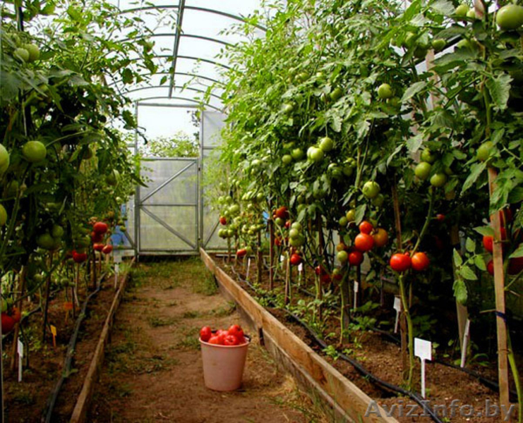 Теплицы и парники от производителя  - Изображение #4, Объявление #1505587