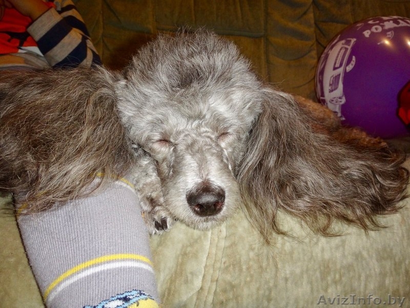 Прекрасные щенки карликового пуделя ждут своих новых хозяев - Изображение #3, Объявление #1513980