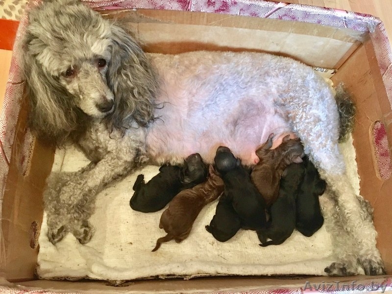 Прекрасные щенки карликового пуделя ждут своих новых хозяев - Изображение #4, Объявление #1513980