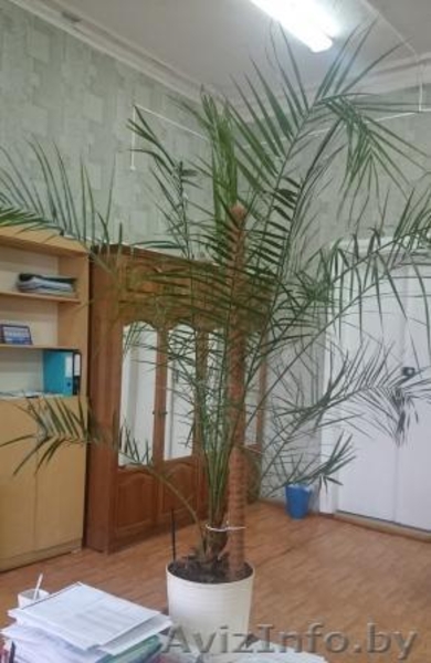 пальма финиковая - Изображение #2, Объявление #1537980