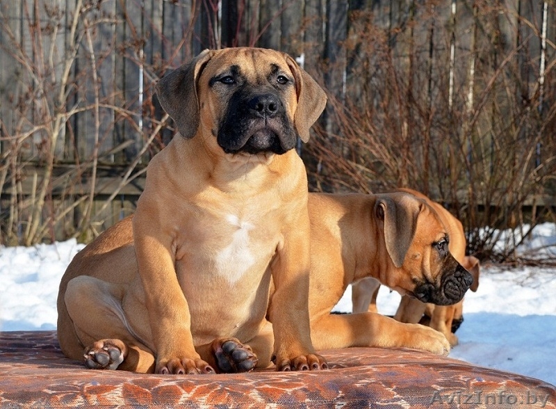 Южноафриканский Бурбуль в Беларуси - Изображение #3, Объявление #1536595