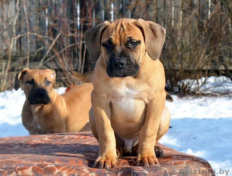 Южноафриканский Бурбуль в Беларуси - Изображение #2, Объявление #1536595