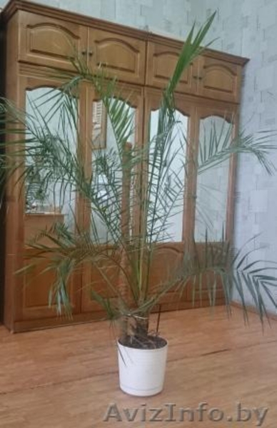 пальма финиковая - Изображение #1, Объявление #1537980