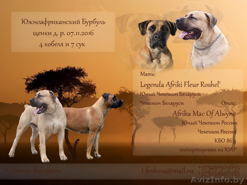 Южноафриканский Бурбуль в Беларуси - Изображение #4, Объявление #1536595