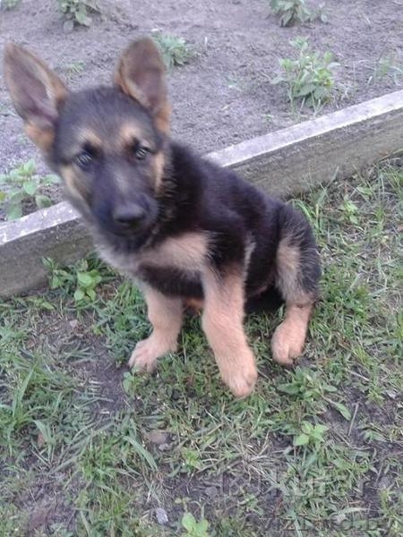 Продажа щенка овчарки - Изображение #2, Объявление #1576677