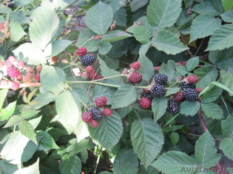 Ежевика - Изображение #3, Объявление #1587100