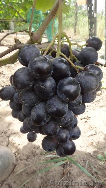 Купить саженцы и черенки винограда в Беларуси . - Изображение #1, Объявление #1052417